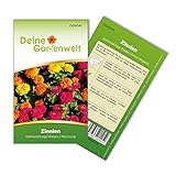 Zinnien Dahlienblütige Riesen, Mischung Samen - Zinnia elegans - Zinniensamen - Blumensamen - Saatgut für 70 Pflanzen